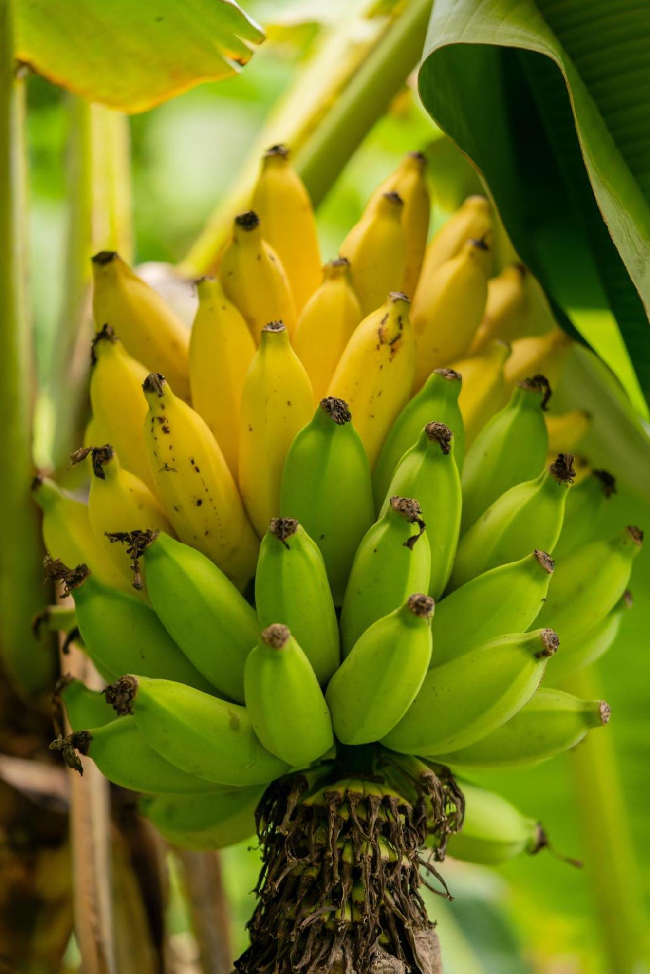 Jungle Haven Ocean Front Eco Villa On Fruit Farm Pahoa Exteriör bild