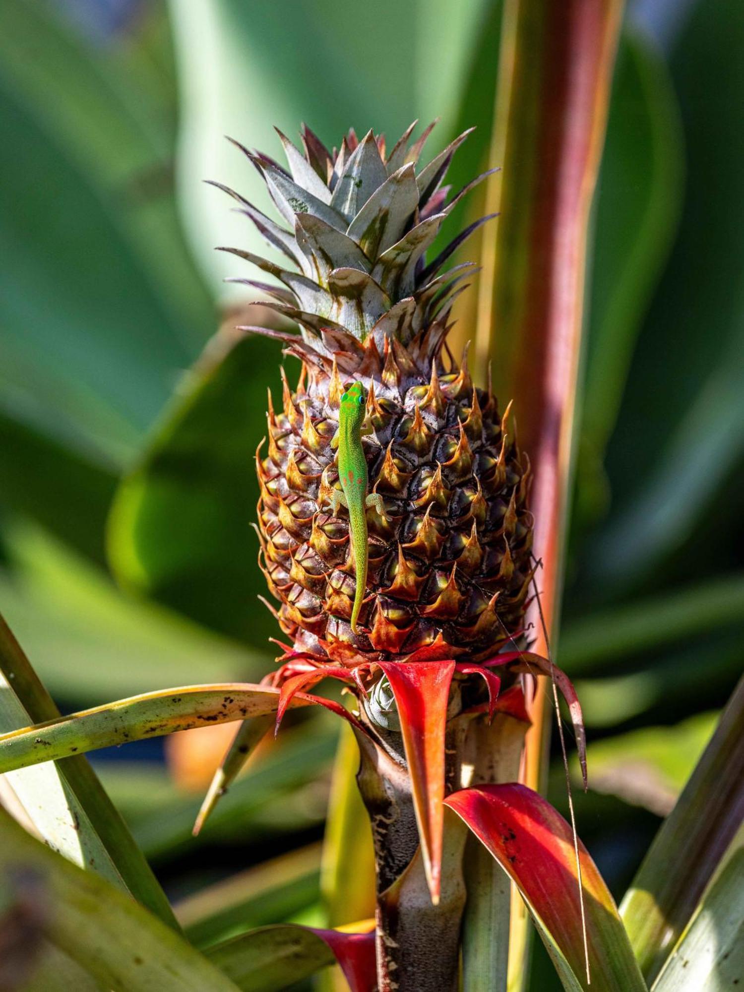 Jungle Haven Ocean Front Eco Villa On Fruit Farm Pahoa Exteriör bild